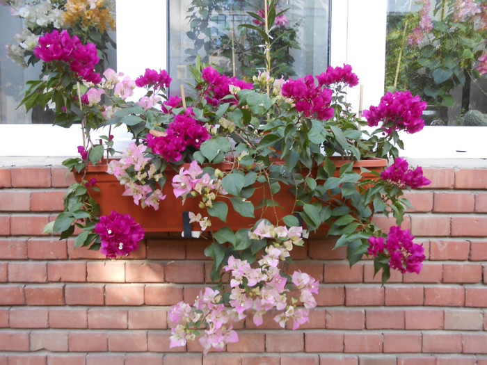 Ciclam cu Magic - Bougainvillea