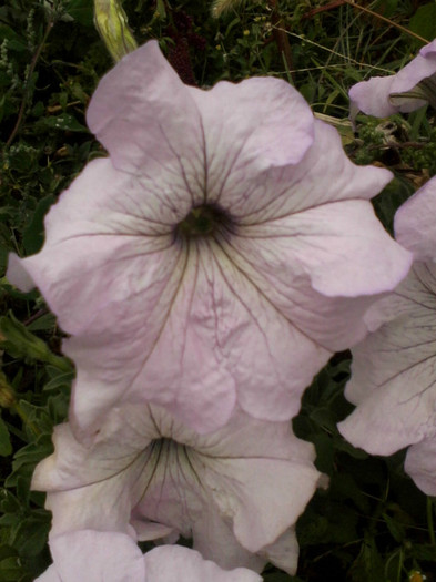 alb roz 2 - Flori gradina octombrie 2012