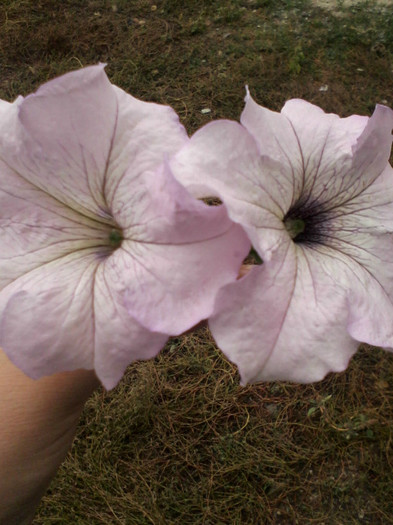 alb roz 3 - Flori gradina octombrie 2012