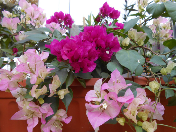 DSCN0854 - Bougainvillea