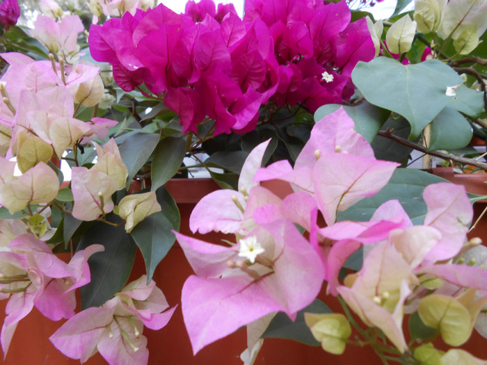 ciclam cu magic - Bougainvillea