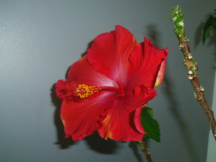 14 oct. 2012 - 2012 Hibiscus