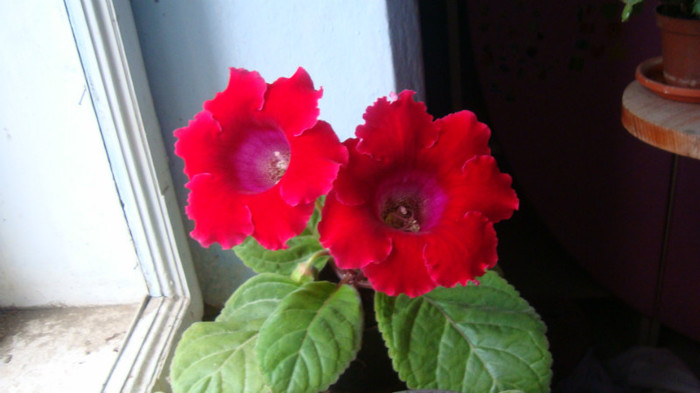 1.2 - Gloxinia