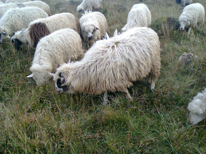 Fotografie0265 - toamna lui 2012