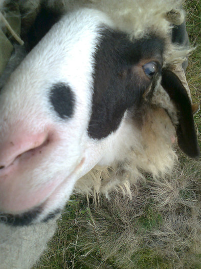 Fotografie0277 - toamna lui 2012