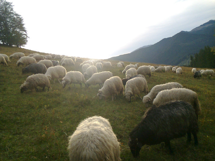 Fotografie0286 - toamna lui 2012