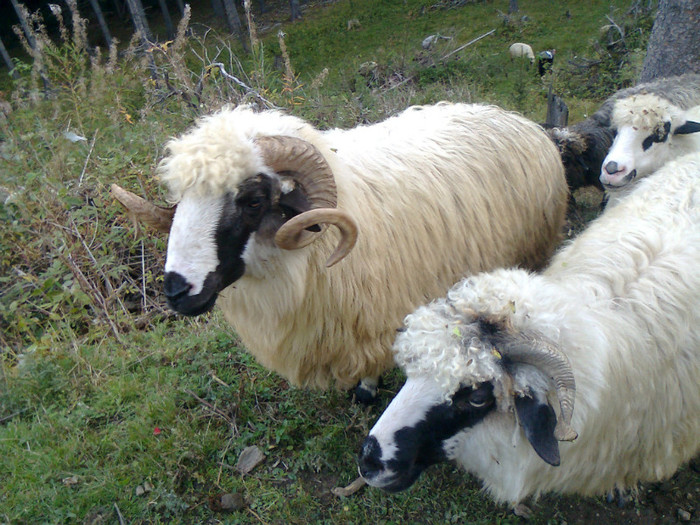 Fotografie0309 - toamna lui 2012