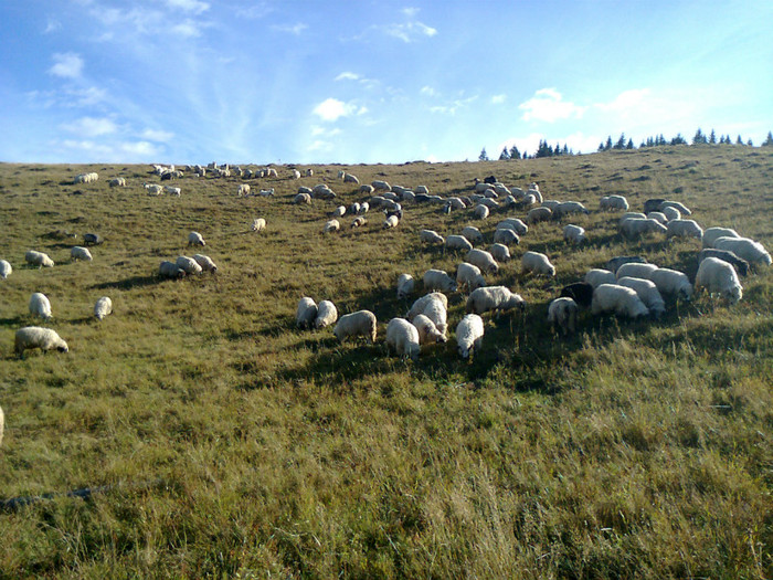 Fotografie0318 - toamna lui 2012