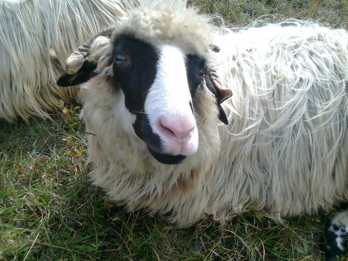 Fotografie0326 - toamna lui 2012