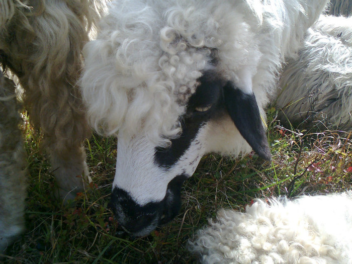 Fotografie0339 - toamna lui 2012