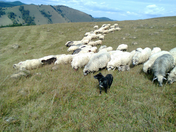 Fotografie0341 - toamna lui 2012