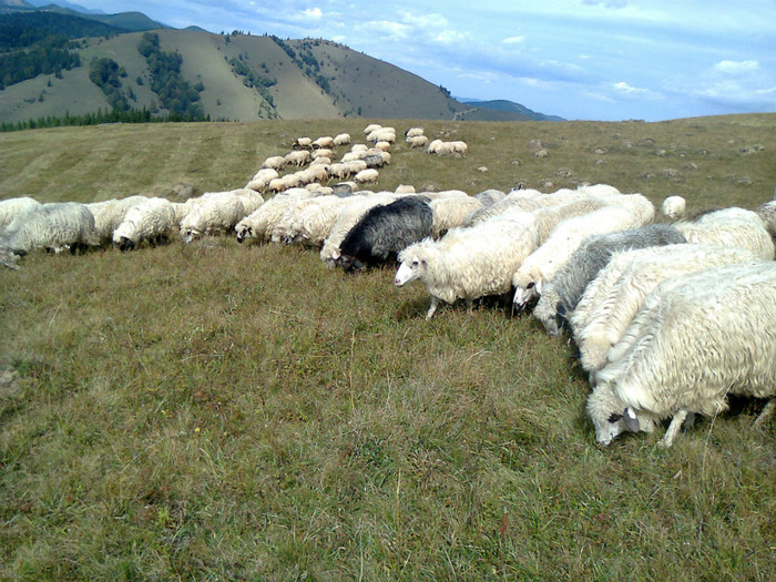 Fotografie0344 - toamna lui 2012