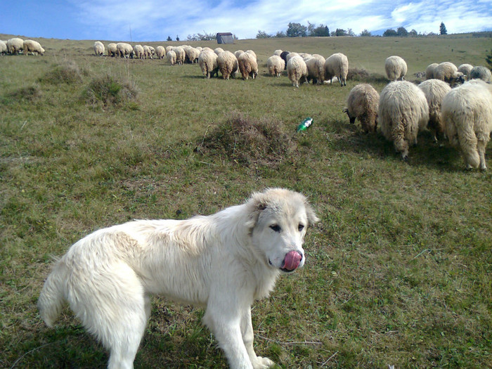 Fotografie0355 - toamna lui 2012