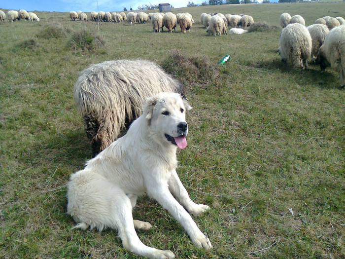 Fotografie0356 - toamna lui 2012