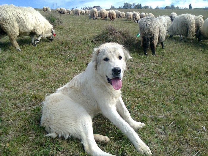 Fotografie0357 - toamna lui 2012