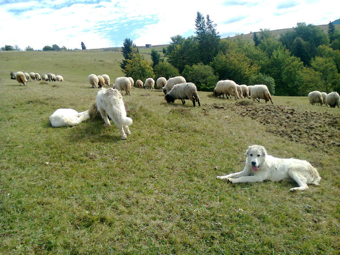 Fotografie0361 - toamna lui 2012