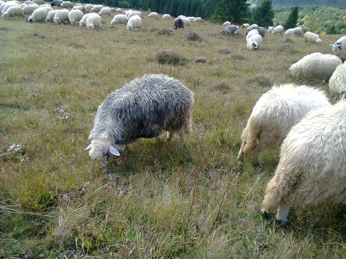 Fotografie0371 - toamna lui 2012