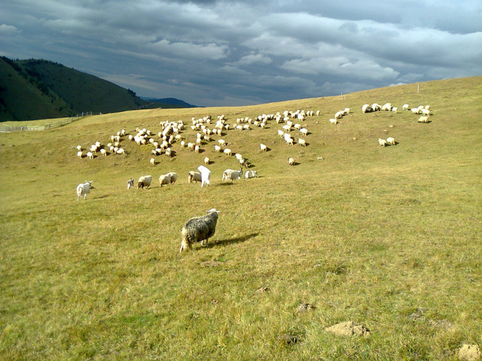 Fotografie0377 - toamna lui 2012