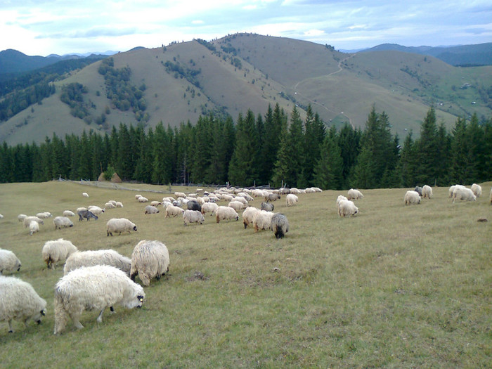 Fotografie0382 - toamna lui 2012