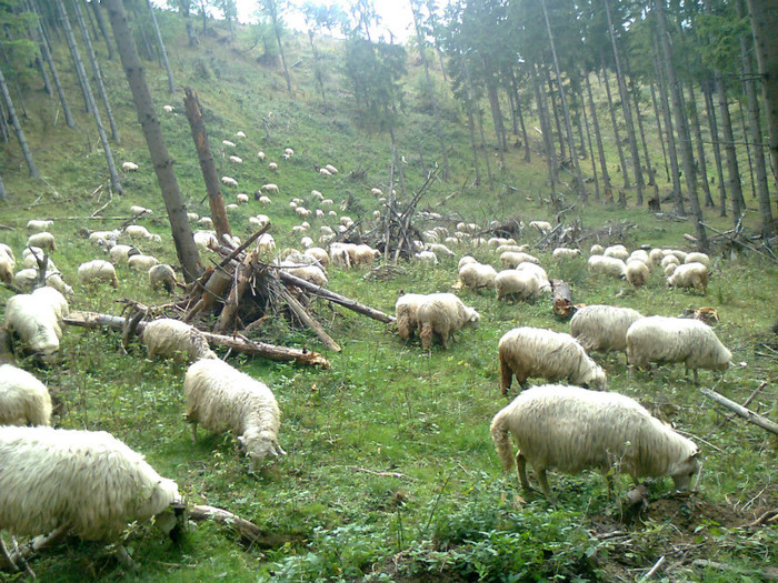 Fotografie0392 - toamna lui 2012