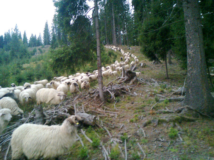 Fotografie0408 - toamna lui 2012