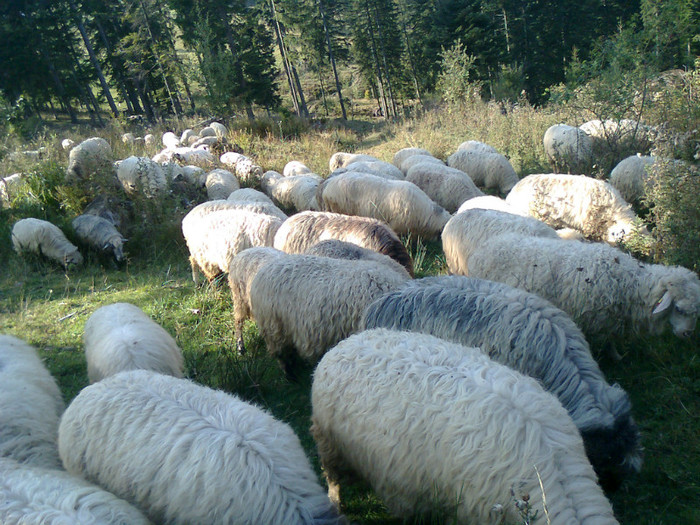 Fotografie0420 - toamna lui 2012