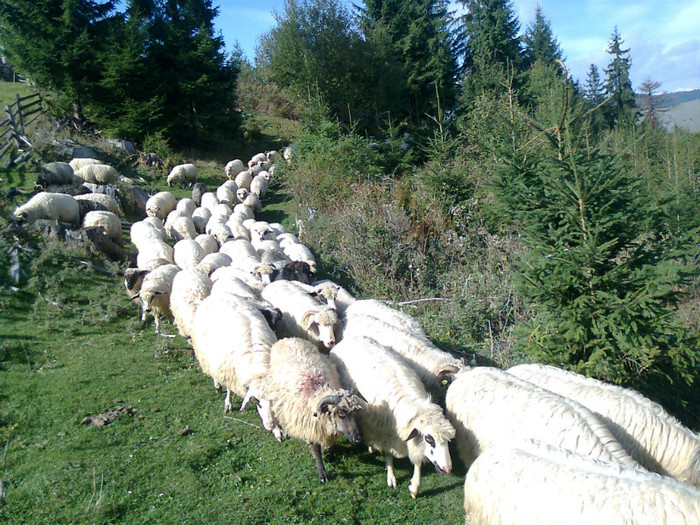 Fotografie0421 - toamna lui 2012