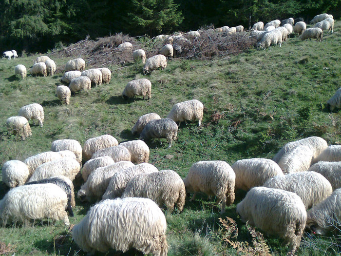 Fotografie0423 - toamna lui 2012