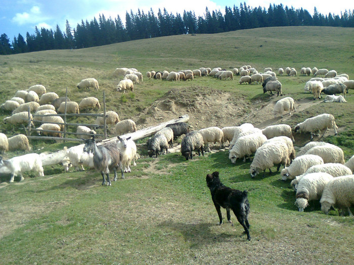 Fotografie0434 - toamna lui 2012