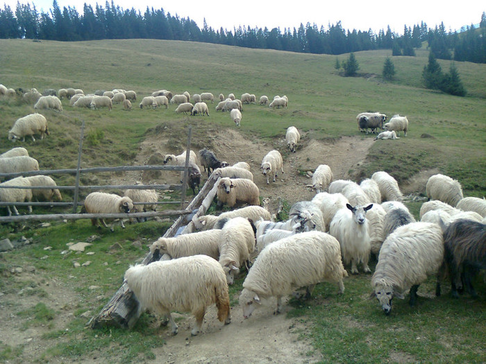 Fotografie0438 - toamna lui 2012