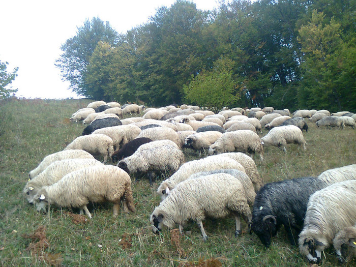 Fotografie0467 - toamna lui 2012