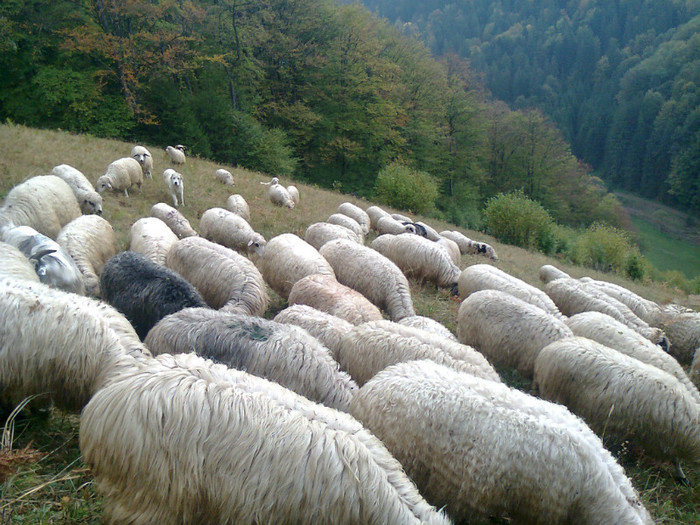 Fotografie0469 - toamna lui 2012