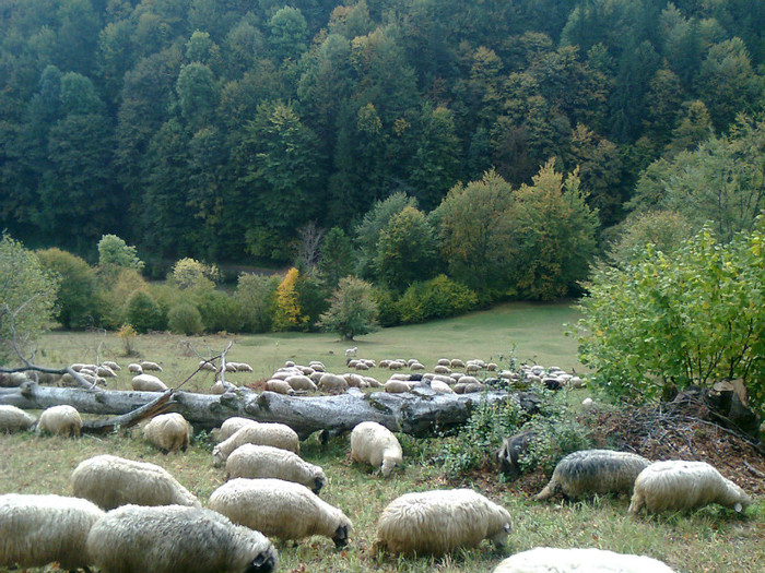 Fotografie0482 - toamna lui 2012