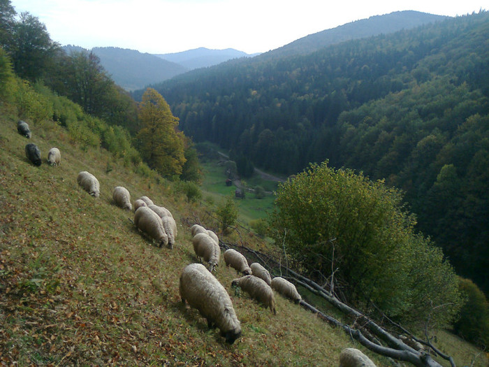 Fotografie0483 - toamna lui 2012