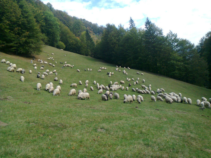 Fotografie0490 - toamna lui 2012