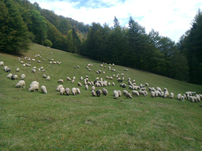 Fotografie0491 - toamna lui 2012