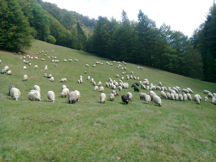 Fotografie0493 - toamna lui 2012