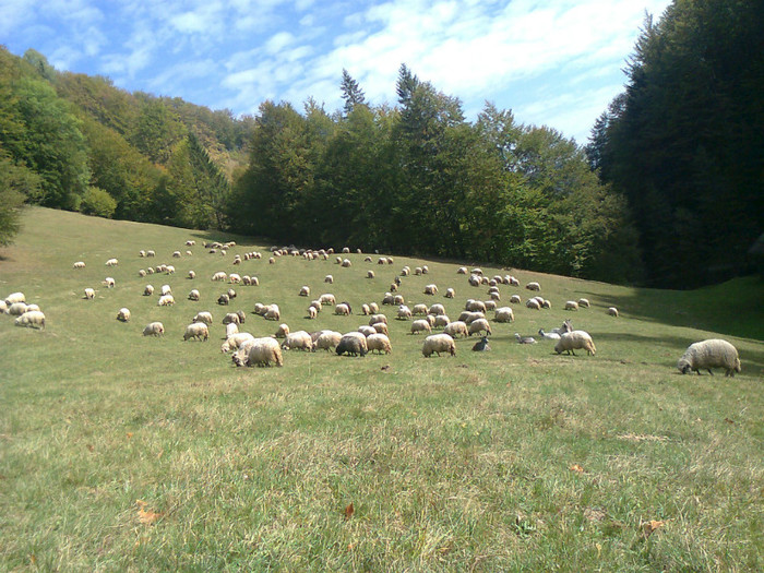 Fotografie0498 - toamna lui 2012