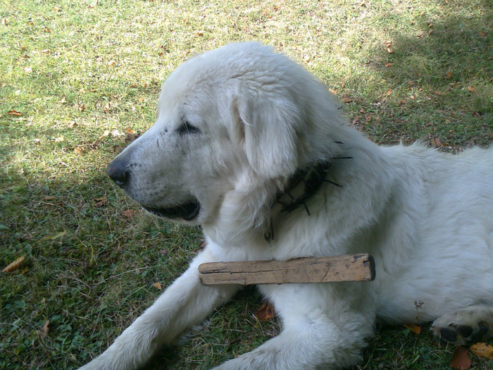 Fotografie0506 - toamna lui 2012