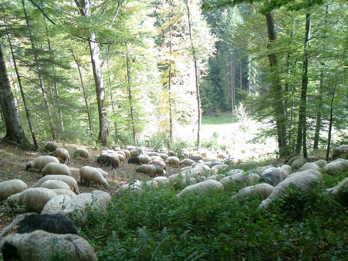 Fotografie0511 - toamna lui 2012