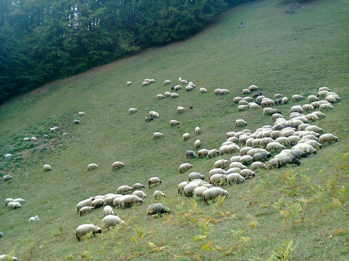 Fotografie0517 - toamna lui 2012