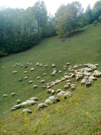 Fotografie0519 - toamna lui 2012