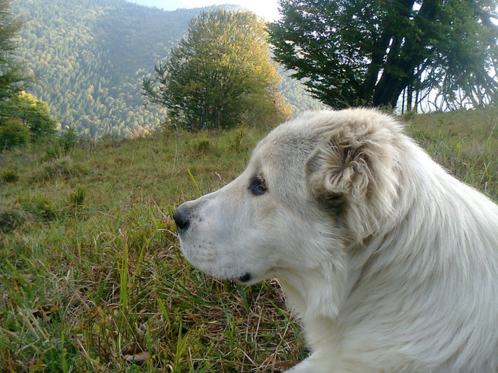 Fotografie0562 - toamna lui 2012