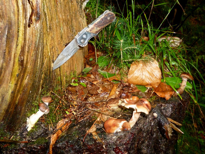 la ghebe; munte padure toamna taietura briceag, brisca padure  ciuperci
