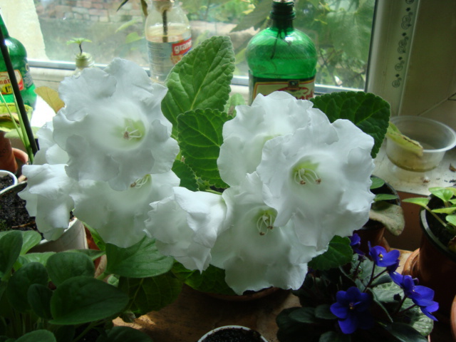 3.1 - Gloxinia