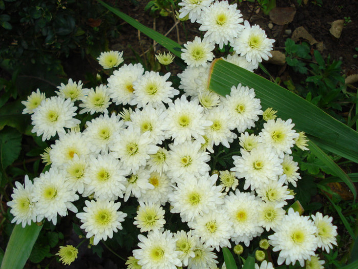 14.10.2012 - Crizanteme
