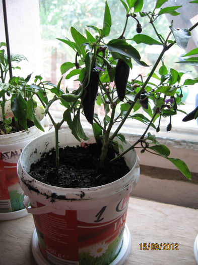 Picture 184; pregatire pt. iernare
