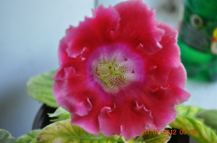 4.1 - Gloxinia