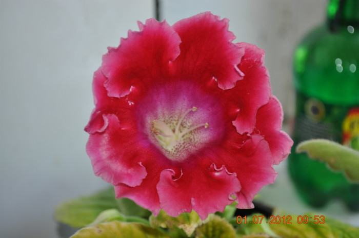 4.2 - Gloxinia