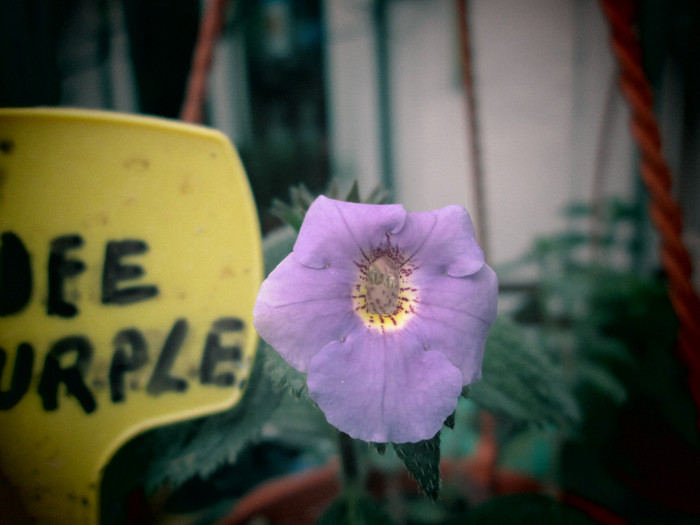 achi dee purple